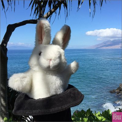 The Travel Bunny: Maui, Hawaii