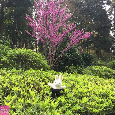 The Travel Bunny: Spring begins in Changsha, China