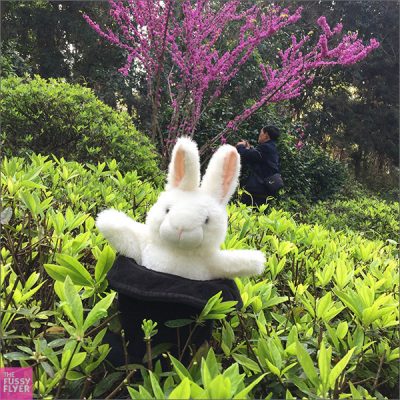 The Travel Bunny: Changsha, China