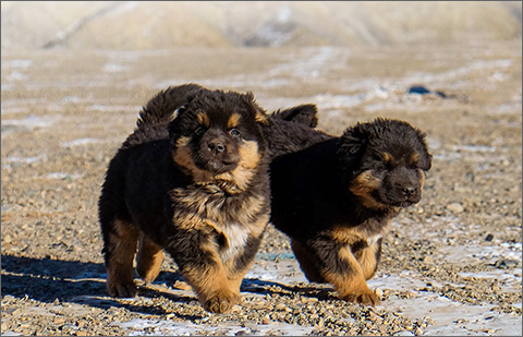 Mongolia Travel and Adventure Guide and Expert Itineraries Mongolian Puppy Dogs